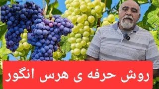 هرس درخت انگور کاملا حرفه ی با این نوع هرس پر از انگور خواهد شد