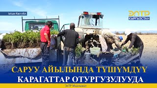 САРУУ АЙЫЛЫНДА ТҮШҮМДҮҮ КАРАГАТТАР ОТУРГУЗУЛУУДА