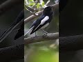 oriental magpie robin singing shorts