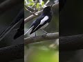 Oriental Magpie Robin singing #shorts