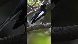 Oriental Magpie Robin singing #shorts