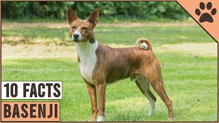 Basenji Dog Breed - Top 10 Facts | Dog World