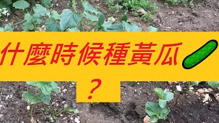 什麼時候種黃瓜🥒？When Can You Plant Cucumbers?