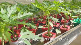 青パパイヤ植え付け｜糸満農場