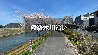 【下関】綾羅木川沿いを桜を見ながら歩いてみました【散歩】