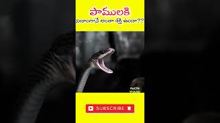 పాములకి ఇలాంటి మేధ శక్తి ఉంటుంది !😱| Interesting Facts #shorts #youtubeshorts #facts  #factsintelugu