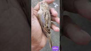 #sparrow  Sparrow😱😱😱