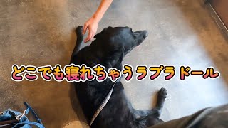 【犬とカフェ】どこでもすぐ寝るラブラドールとカフェに行くとこんなかんじになります