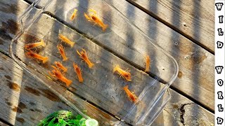 Transporting Red GLOWING CRAWFISH to New Home