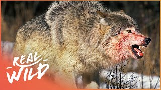 The War Of The Wolf Packs - Part 1 (Wolf Documentary HD) | White Wolf | Real Wil