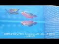 顶级红龙 super red arowana（scleropages formosus）