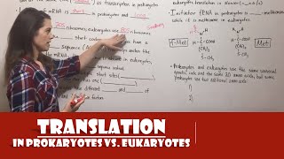 Translation in Prokaryotes vs. Eukaryotes