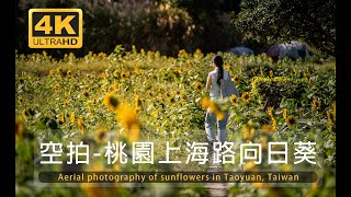 [4K]空拍-桃園上海路向日葵花海/Aerial photography of sunflowers in Taoyuan, Taiwan/台湾桃園のヒマワリの航空写真