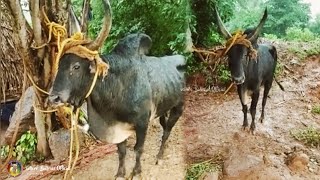 காட்டு மாடு... 🔥 || Jallikattu || Manjuvirrattu || Vellore Bullrace Official||