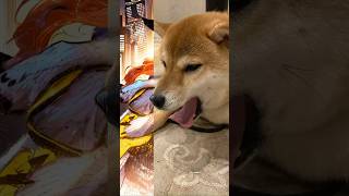 AIで柴犬が変身 #柴犬 #shibainu #ai