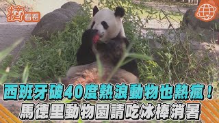 西班牙破40度熱浪動物也熱瘋! 馬德里動物園請吃冰棒消暑｜TVBS新聞｜擠看看