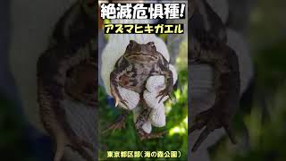 小学生が発見！絶滅危惧種アズマヒキガエル！東京都海の森公園！東京都区部VU(Vulnerable)：絶滅の危険が増大している種！野外授業！東京都港湾局主催 講演≫ 加藤英明【公式】かとチャン