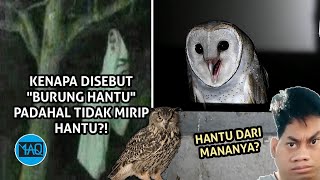 TIDAK MIRIP HANTU TAPI DISEBUT BURUNG HANTU! TERNYATA Inilah Alasan Kenapa Disebut \