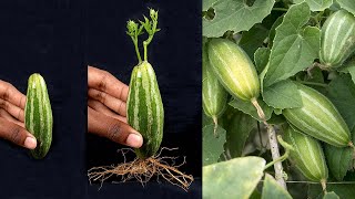 Growing Method of Pointed Gourd from Pointed Gourd | How to grow Pointed Gourd tree