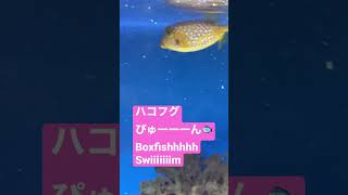 【Yellow boxfish】ハコフグぴゅーん！【Ostracion cubicus】