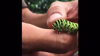 芋虫ってかわいいよね — CATERPILLARS ARE CUTE