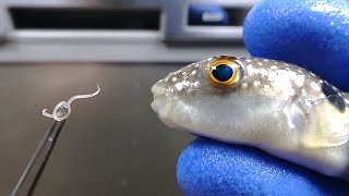 I fed parasites to puffer fish