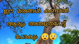 ലോകത്തെ വിജിത്രമായ 5 മരങ്ങൾ 😲😲😲.../ Views Cape