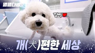 🐶반려동물 문화센터를 소개합니다~⭐ 별별다방｜240412