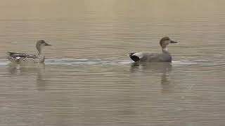 Gadwall Trio