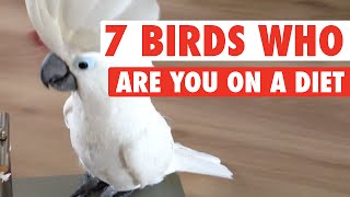 7 Birds Who Are You On A Diet (Funny Compilation)