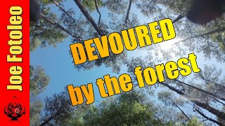 Devoured by the forest with #disturbed