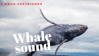 30 mins - Non stop - Whale sounds - Relax - Insomnia relief - 1080p