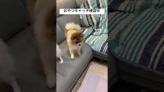 おやつキャッチ③