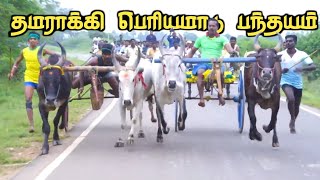 சிவகங்கை மா தமராக்கி பந்தயம்