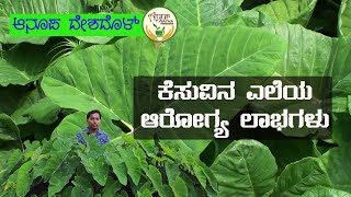 ಕೆಸುವಿನ ಎಲೆಯಲ್ಲಿರುವ ಆರೋಗ್ಯ ಭಾಗ್ಯಗಳು / Health benefits of colocasia leaves