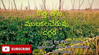 Tomato New Farm | Tomato Farming | Agriculture Telugu | Andhra Farmer