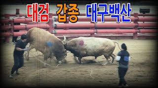 청도소싸움 2023.08.13  제7경기 갑종  대검 / 대구백산