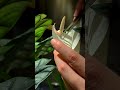 manually pollinating my alocasia dragonscale 🐝 slowliving shorts shortsfeed houseplants