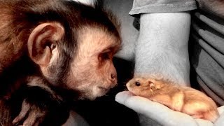 Monkey Meets Hamsters (Face to Face)