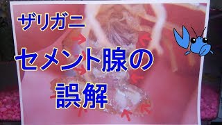 【ザリガニ】セメント腺の誤解