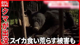 【注意】クマがワナに…出没相次ぐ　スイカ食い荒らす被害も