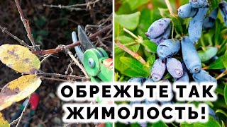 ЖИМОЛОСТЬ ЗАВАЛИТ УРОЖАЕМ если обрежете ее так осенью! Как правильно обрезать жимолость