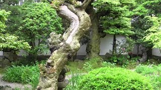 L. Hearn old residence in Matsue City (Koizumi Yakumo 小泉 八雲の旧居、松江市内）