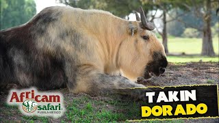 Conoce al Takin Dorado con Gregory Camacho en Africam Safari 🐾