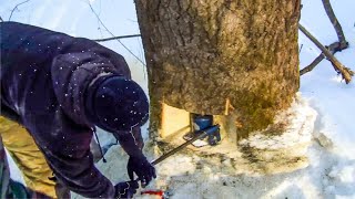 Incredible Fastest Felling Tree Method Jack Tool, Dangerous Giant Tree Cutting Down Chainsaw Machine
