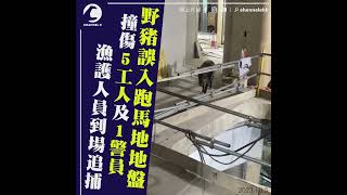 野豬誤入跑馬地地盤　撞傷5工人及1警員　漁護人員到場追捕｜Channel C HK