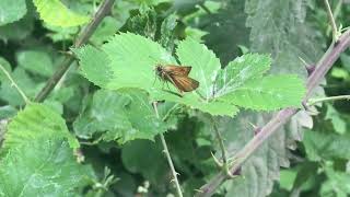 アクテオンスジグロチャバネセセリThymelicus acteon (Lulworth Skipper) 2023/07/05 Petrovo Altitude 400m Bulgaria