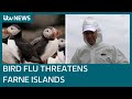 ITV News visits islands shut to public after wild bird colony hit by avian flu| ITV News