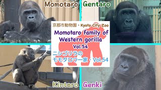 【Gorilla】 ゴリラ（ニシゴリラ）のモモタロウ一家・Vol.54　Momotaro family of Western gorilla Vol.54 in Kyoto City Zoo【ゴリラ】