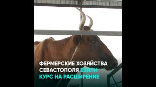 Фермерские хозяйства Севастополя взяли курс на расширение